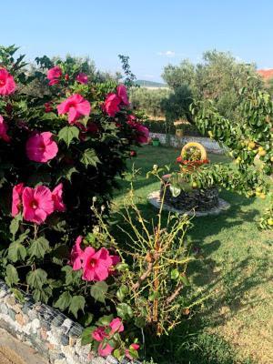 Dora's Garden *