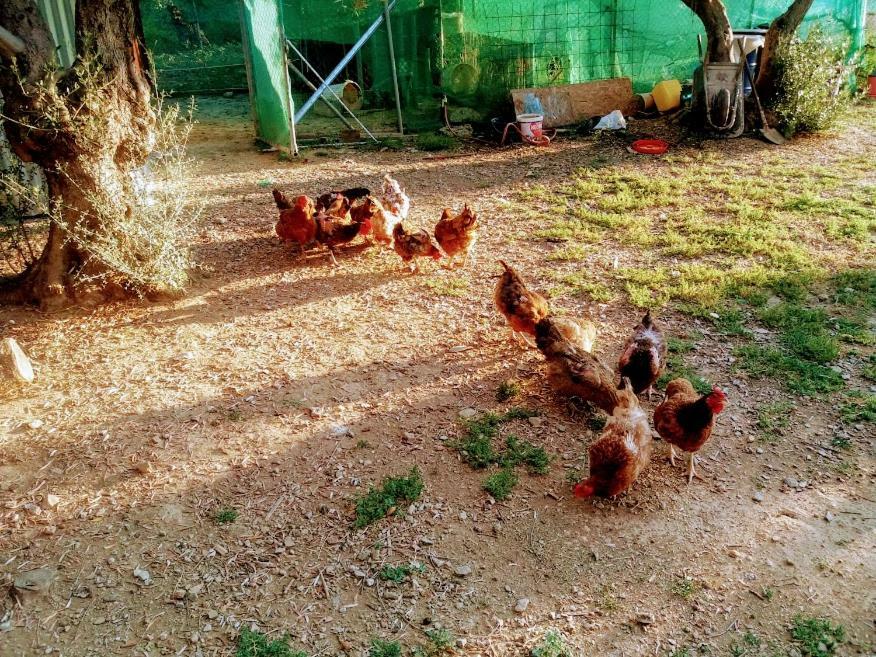 Dora's Garden Daire Dedeağaç
